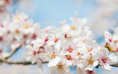 Cherry Blossom Peak Blooms Announced