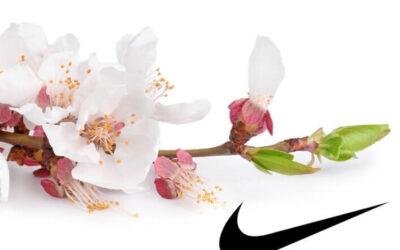 DC Students Paint Cherry Blossom Nikes for Festival